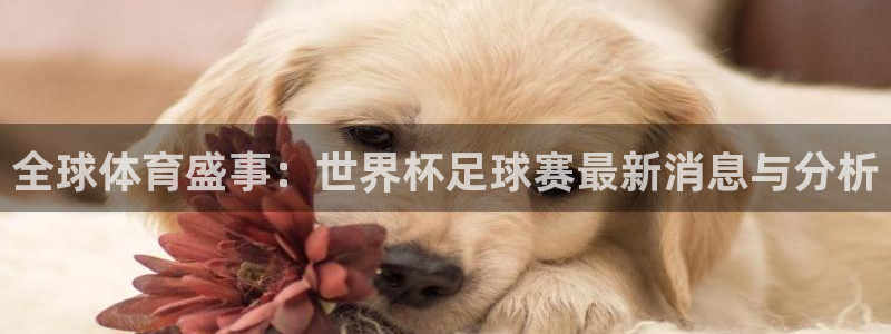 世界杯直播时间：全球体育盛事：世界杯足球赛最新消息与分析